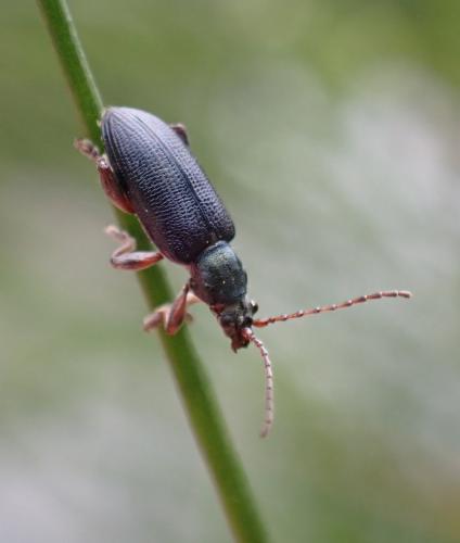 Réf. 288 790 : Plateumaris braccata